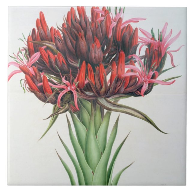 Gymea Lily, 1826 (w/c on paper) Tile (Front)
