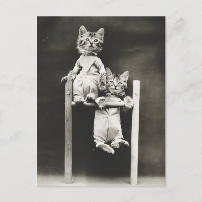 Gymnast Kittens Postcard (Front)