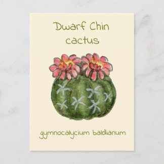 Gymnocalycium Baldianum cactus postcard