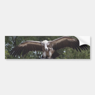 Gyps fulvus bumper sticker