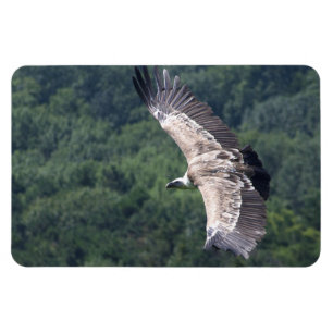 Gyps fulvus flying magnet