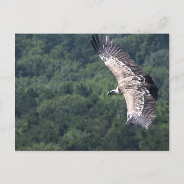 Gyps fulvus flying postcard (Front)