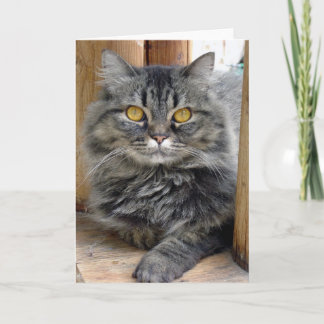 Gypsy Card