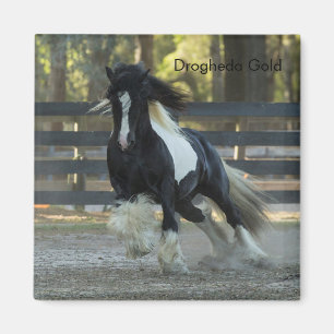 Gypsy Gold Gypsy Vanner Drogheda Gold magnet