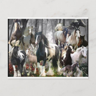 Gypsy Horse Gifts Postcard