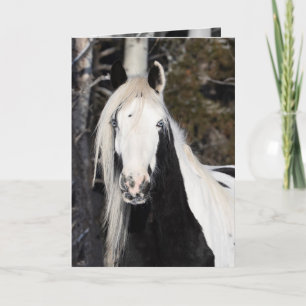 Gypsy Looks Out - Greeting Card