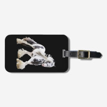 Gypsy Mare Stallion Draught Horse