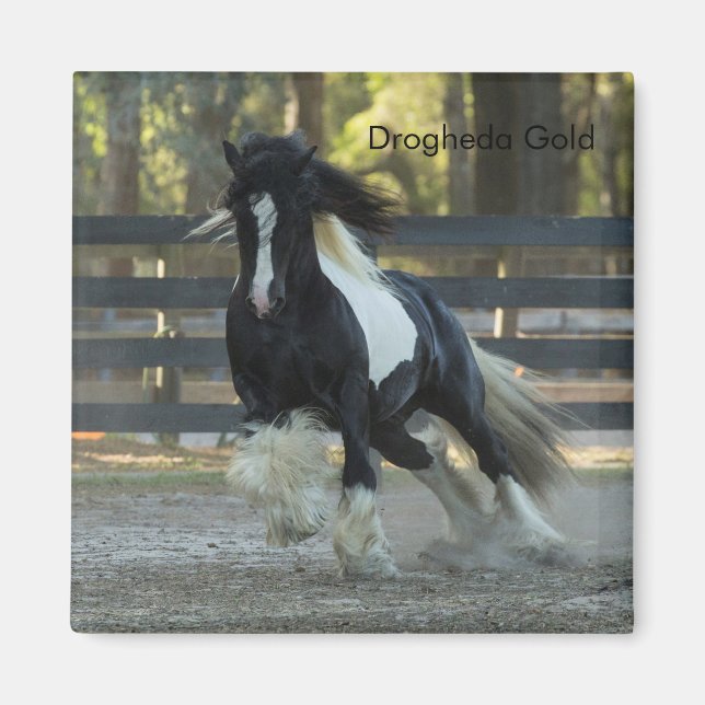 Gypsy Or Gypsy Vanner Drogheda Or aimant (Devant)
