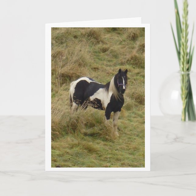 Gypsy pony stallion horse card (Front)