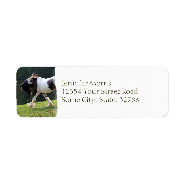 Gypsy Vanner (Front)