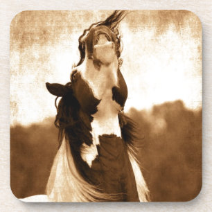 Gypsy Vanner Coaster
