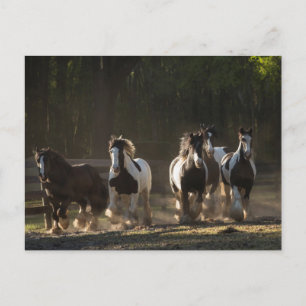 Gypsy Vanner herd postcard
