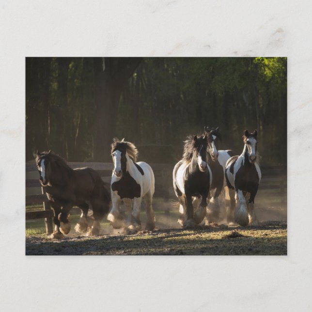 Gypsy Vanner herd postcard (Front)