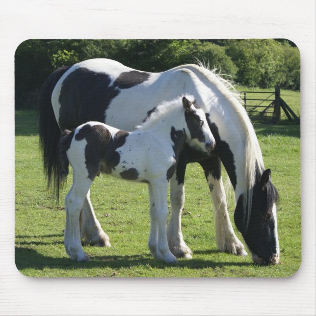 Gypsy Vanner Horse Mare and Foal Mouse Pad (Front)