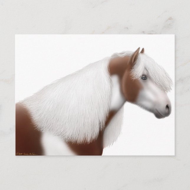 Gypsy Vanner Horse Postcard (Front)