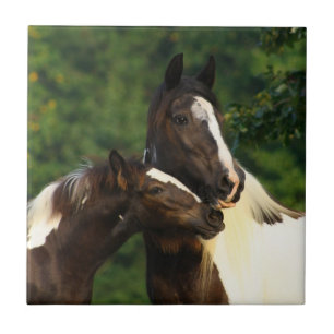 Gypsy Vanner Tile