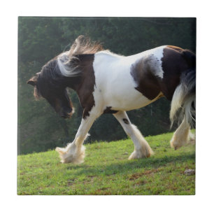 Gypsy Vanner Tile