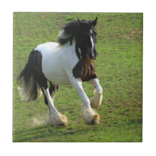 Gypsy Vanner Tile