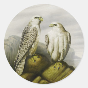 Gyr falcons on a rocky ledge, Bird Illustrations Classic Round Sticker