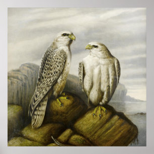 Gyr Falcons on a Rocky Ledge by Joseph Wolf Poster