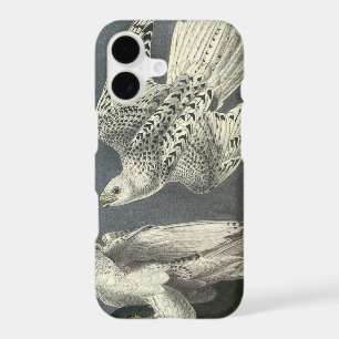 Gyrfalcon by Audubon