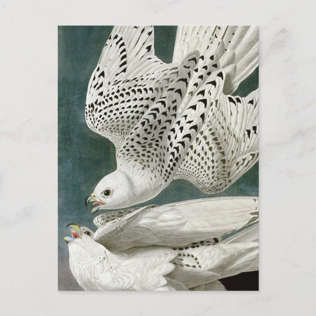 Gyrfalcon by John Audubon Postcard (Front)