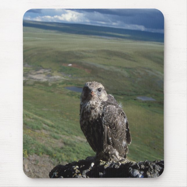 gyrfalcon, Falco rusticolus, juvenile Mouse Pad (Front)
