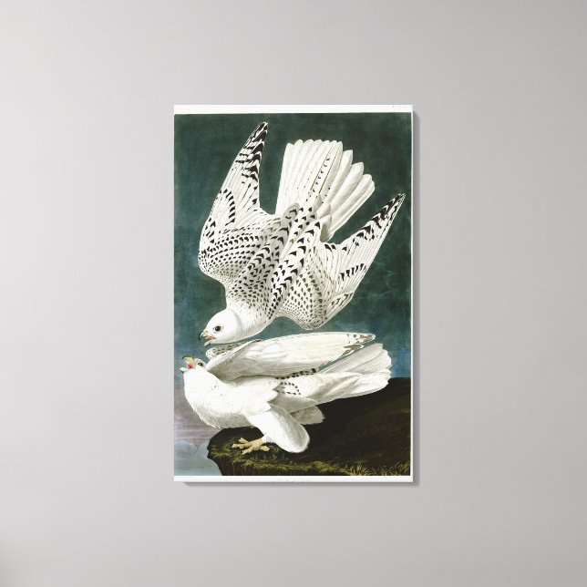 Gyrfalcon Fine Art by John Audubon Canvas Print (Front)