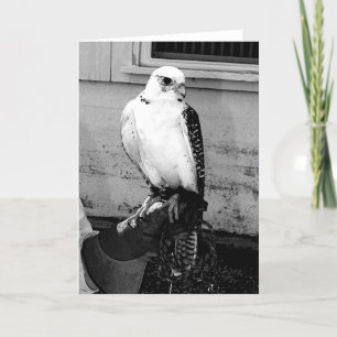 Gyrfalcon resting on handler's gauntlet notecard
