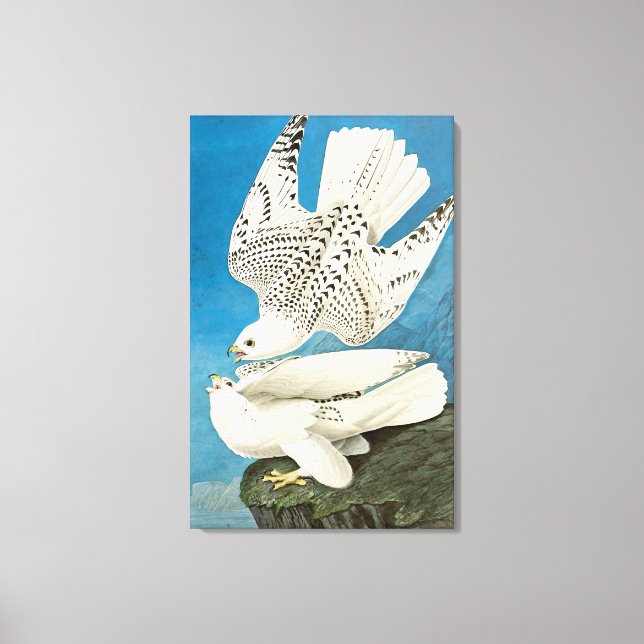 Gyrfalcons, aka Gerfalcons by John James Audubon Canvas Print (Front)