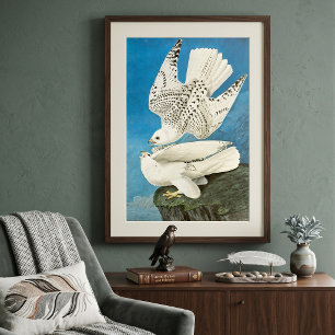 Gyrfalcons, aka Gerfalcons by John James Audubon Poster