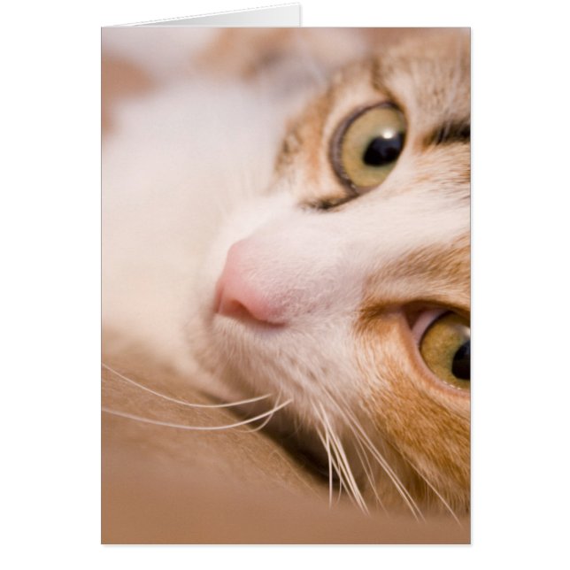 Gyro le chat (Devant)