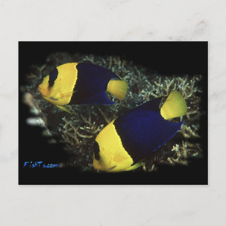 H2Oasis BiColor Angel Postcard