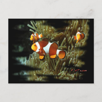 H2Oasis Clownfish Postcard
