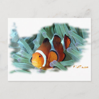 H2Oasis Clownfish Postcard