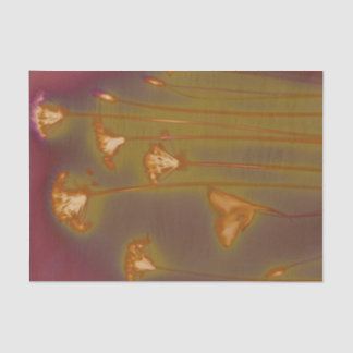 H.A.S. Arts tissue paper, Lough image detail Paper