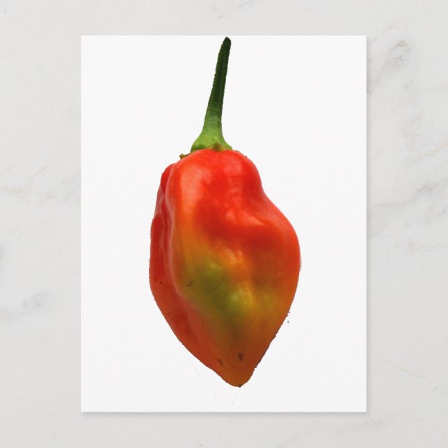 Habanero Single Pepper Photograph Postcard (Front)