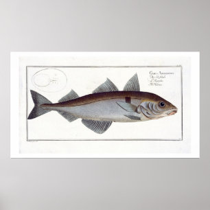 Haddock (Gadus Aeglefinus) plate LXII from 'Ichthy Poster