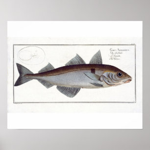 Haddock (Gadus Aeglefinus) plate LXII from 'Ichthy Poster