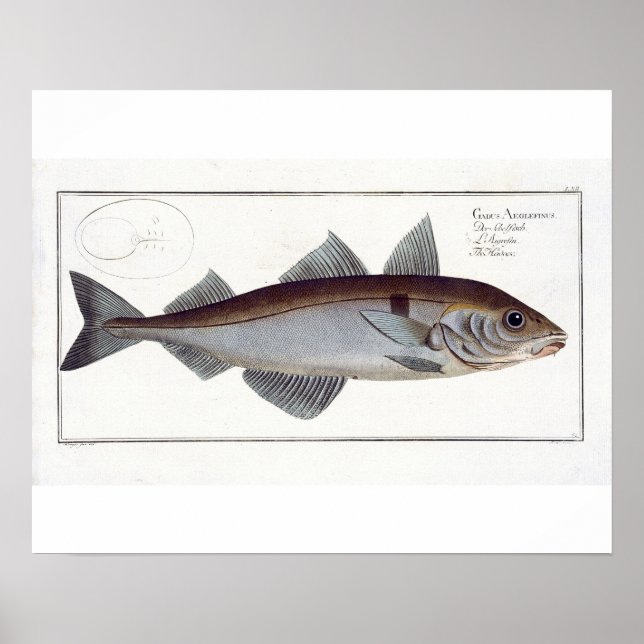 Haddock (Gadus Aeglefinus) plate LXII from 'Ichthy Poster (Front)