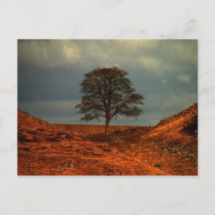 Hadrian's Wall Sycamore Gap - Postcard