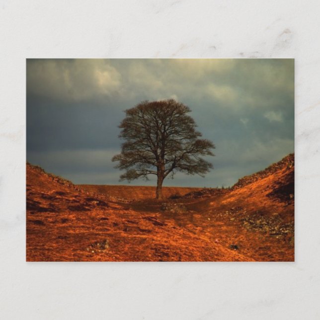 Hadrian's Wall  Sycamore Gap  - Postcard (Front)