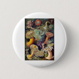 Haeckel 2 Inch Round Button