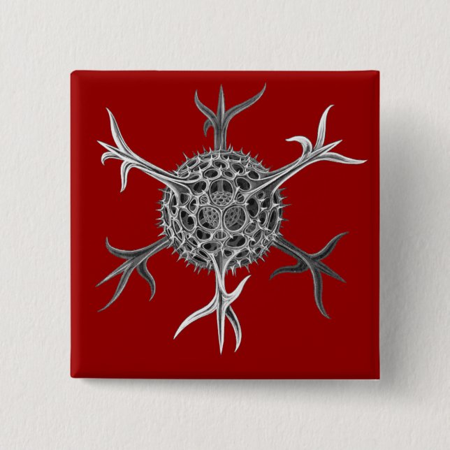Haeckel 2 Inch Square Button (Front)