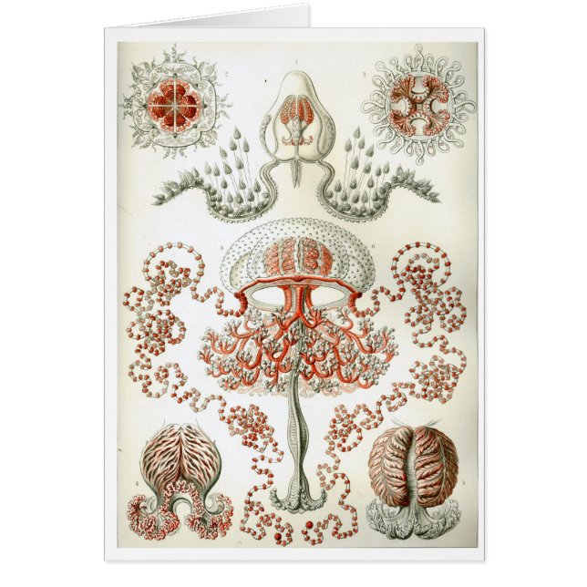 Haeckel_Anthomedusae (Front)