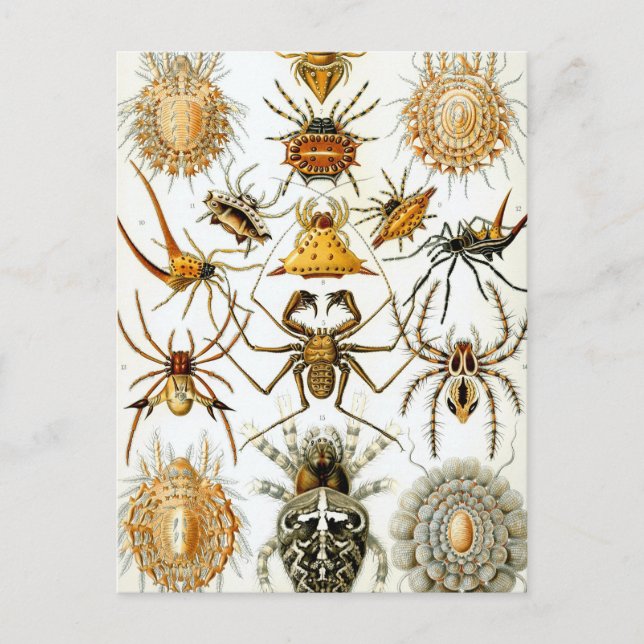 Haeckel Arachnida Postcard (Front)