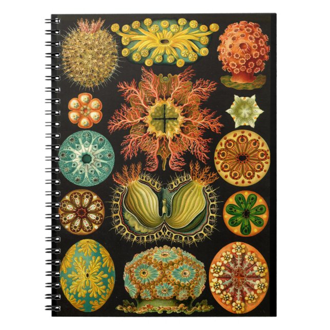 Haeckel Ascidiae Sea Life Illustration 6.5X8.75" Notebook (Front)