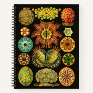 Haeckel Ascidiae Sea Squirts Illustration 8.5"X11" Notebook