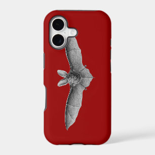 Haeckel Bat