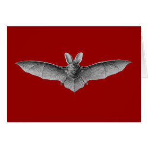 Haeckel Bat